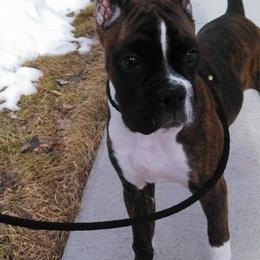 Boxer Puppies from Vintage Boxers