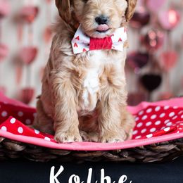 Goldendoodle Puppies from Harpers Goldendoodles on the Hill