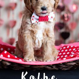 Goldendoodle Puppies from Harpers Goldendoodles on the Hill