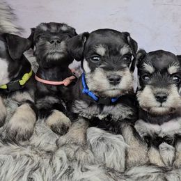 Miniature Schnauzer Puppies from Halo Schnauzer