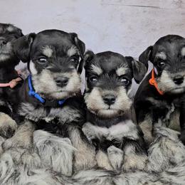 Miniature Schnauzer Puppies from Halo Schnauzer