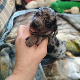 Stella - Dapple female Dachshund puppy in Hudson, Michigan from Mittentail Kennel Miniature Dachshunds