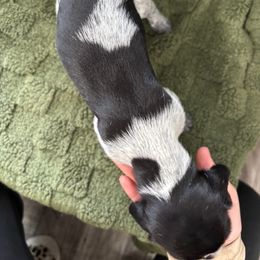German Shorthaired Pointer Puppies from Golden pointers