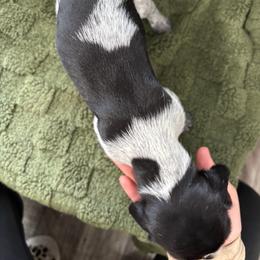 German Shorthaired Pointer Puppies from Golden pointers