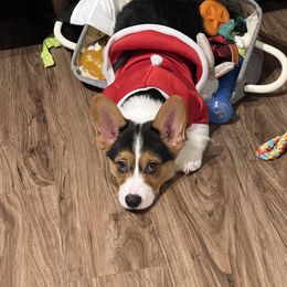 Pembroke Welsh Corgi Puppies from Top-Notch Paws