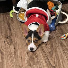 Pembroke Welsh Corgi Puppies from Top-Notch Paws