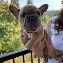 French Bulldog Puppies from Private Reserve French Bulldogs