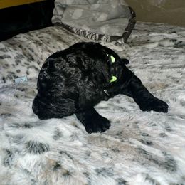 Mercedes - Apricot female Goldendoodle puppy in Sanderson, Florida from Serenity Goldendoodles