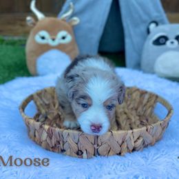 Australian Shepherd and Miniature Australian Shepherd Puppies from Integrity Aussies Tx