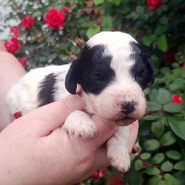 Verona-black phantom parti - Phantom female Poodle puppy in Cypress Inn, Tennessee from Nine Pines Poodles