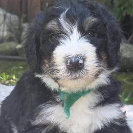 Green Boy - Tri-color male Bernedoodle puppy in Brea, California from River Doodles
