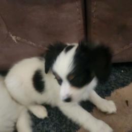 Boy 2 Oregano - White and black male Papillon puppy in Bon Aqua, Tennessee from Rene's Papillon
