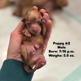 Boy 2 - Red male Cavapoo puppy in Herriman, Utah from Gypsi Doodles & Poodles LLC.