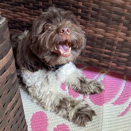 Havanese puppies from Havi Haus (Coco's Puppies)