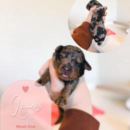 Lover - Merle female Goldendoodle puppy in California City, California from Summer Sun Doodles