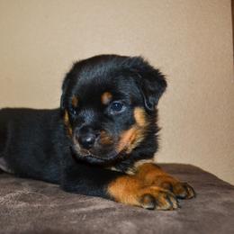 Girl 5 - Black and mahogany female Rottweiler puppy in Ethel, Washington from Titanenheim Rottweilers