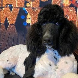 Poodles from Pet-Pals