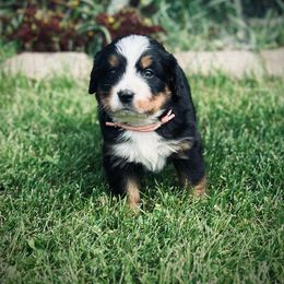 Pink girl - Bernese Mountain Dog puppy from Country Acres Berners