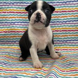 Tulip - Black brindle and white female Boston Terrier puppy in Fillmore, Illinois from Wind Hill Puppies