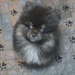 Tamera - Black and tan female Pomeranian puppy in Fresno, California from Pomi Mami Pomeranians