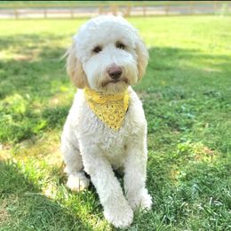 Alice - Goldendoodle