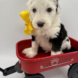 Yellow Male - Black and white male Sheepadoodle puppy in Camden, North Carolina from Luv My Doodle