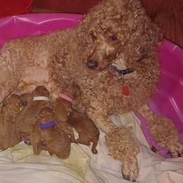 Poodle puppies from Majestic Embrace Poodles