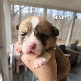 Alvin - Red and white male American Corgi puppy in Centerville, Tennessee from Katerina's American Corgis