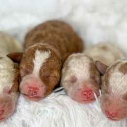 Goldendoodle Puppies from ZaraDoodles