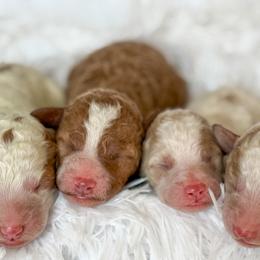 Goldendoodle Puppies from ZaraDoodles