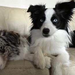 Miniature Australian Shepherds from Appalachian Aussies