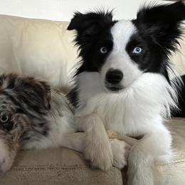 Miniature Australian Shepherds from Appalachian Aussies