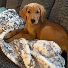 Golden Retriever Puppies from Golden Bunns Retrievers