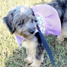 Willow - Aussiedoodle