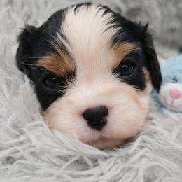 McDreamy - Tri-color male Cavalier King Charles Spaniel puppy in Sparta, Georgia from Southern Edge Kennel