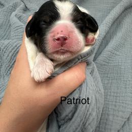 Patriot - Black and white male Cocker Spaniel puppy in Cincinnati, Ohio from Abundance of Joy LLC Cocker Spaniels