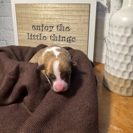 Gravy - Sable and white male American Corgi puppy in Westminster, Maryland from Serendipity Corgi's