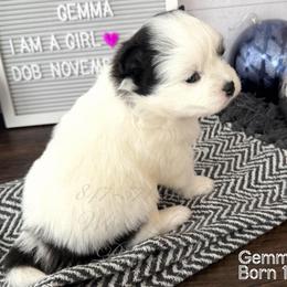 Gemma - Black and white female Pomsky puppy in Long Grove, Illinois from Windy City Pomsky