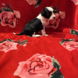 TopBrass' Red E Or Not 'Noelle' - Black and white female Chinese Crested puppy in Auburn, Kansas from TopBrass Kennels
