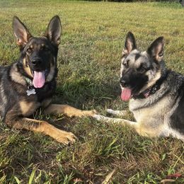 German Shepherds from Pine Creek GSD