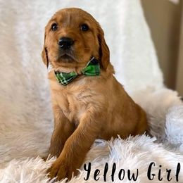 Golden Retriever Puppies from PDA Goldens