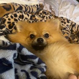 Ging - Pomeranian