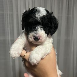 Zeus, black - Parti male Poodle puppy in Winter Haven, Florida from Herdez’s Poodles