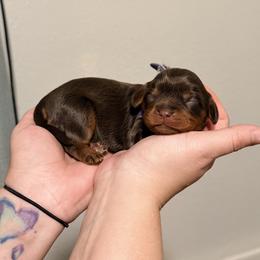 Cavalier King Charles Spaniel and Dachshund Puppies from Cavalier Companions CO.
