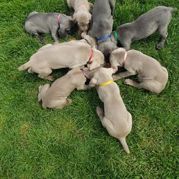 Weimaraner Puppies from Miller's Weimaraners