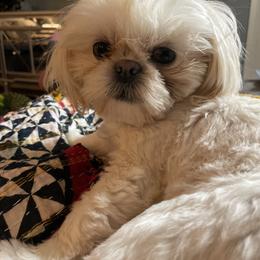 Carmen - Shih Tzu