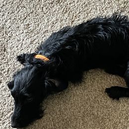 Myrtle Turtle - Dachshund