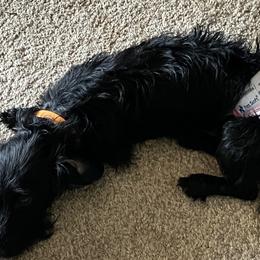Myrtle Turtle - Dachshund