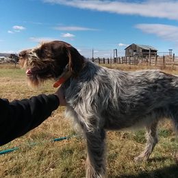 Willie - Wirehaired Pointing Griffon