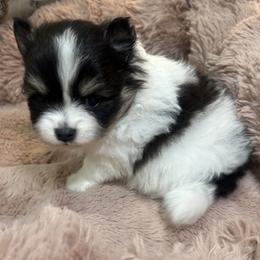 Lennox - Tri-colored male Pomeranian puppy in Bayonne, New Jersey from Pomeranian Dream